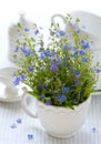 Blue wild flowers Royalty Free Stock Photo