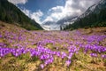 Blue wild flowers from the Carpathian Mountain in Romania Royalty Free Stock Photo