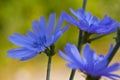 Blue wild flowers. Chicory