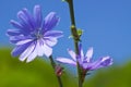 Blue wild flowers. Chicory