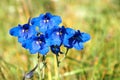 Blue wild flowers Royalty Free Stock Photo