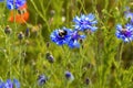 Blue wild flowers cornflowers growing on the field and a bumblebee.