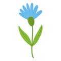 Blue wild flowers, forest cartoon herb Royalty Free Stock Photo