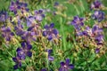 Blue wild flowers meadow geranium Royalty Free Stock Photo