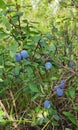 The blue wild fruit in the forest