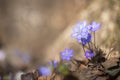 Blue, wild growing liverwort blossom (Hepatica nobilis). Royalty Free Stock Photo