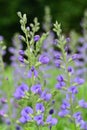 Blue wild indigo baptisia australis