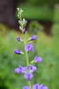 Blue wild indigo baptisia australis Royalty Free Stock Photo