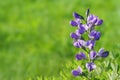 Blue wild-indigo border Royalty Free Stock Photo