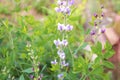 Blue wild Indigo Plant growing tall in the herb garden outdoors