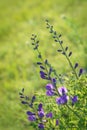 Blue wild-indigo Royalty Free Stock Photo