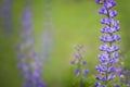Blue wild-indigo wildflowers background Royalty Free Stock Photo