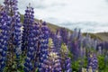 Blue wild lupines (Lupinus perennis) flowers in the field Royalty Free Stock Photo