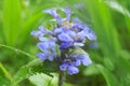 Moistened indigo blue petals of Ajuga Genevensis flower in spring rain