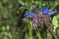 blue borage flower Royalty Free Stock Photo