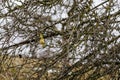 Blue wild titmouse eats food suspended on tree branch, bird feeding in winter, great tit grabbing grain in Prague park, Cyanistes Royalty Free Stock Photo