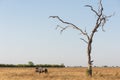 Blue wildebeast and tree