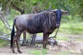 Blue Wildebeest Royalty Free Stock Photo