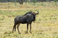 Blue Wildebeest Royalty Free Stock Photo
