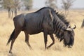 Blue wildebeest Royalty Free Stock Photo