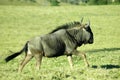 Blue Wildebeest Royalty Free Stock Photo