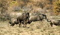 Blue Wildebeest