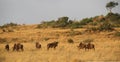 Blue Wildebeest in Africa. Royalty Free Stock Photo