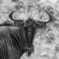 Blue wildebeest black and white portrait Connochaetes taurinus in the south African bush looking into the camera Royalty Free Stock Photo