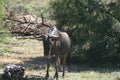 Blue Wildebeest or Brindled Gnu