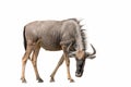 Blue Wildebeest Brindled Gnu isolated on white background