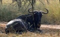 Blue Wildebeest Royalty Free Stock Photo