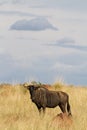 Blue wildebeest bull Royalty Free Stock Photo