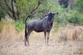 Blue Wildebeest Royalty Free Stock Photo