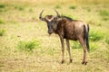 Blue wildebeest calf stands turning to camera