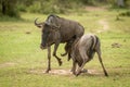 Blue wildebeest calf suckles from unwilling mother Royalty Free Stock Photo