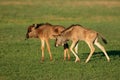 Blue wildebeest calves Royalty Free Stock Photo