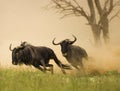 Blue Wildebeest Chase Royalty Free Stock Photo