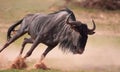 Blue wildebeest (Connochaetes taurinus) Royalty Free Stock Photo