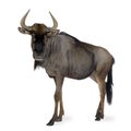 Blue Wildebeest - Connochaetes taurinus Royalty Free Stock Photo