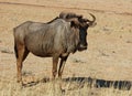 Blue wildebeest (Connochaetes taurinus) Royalty Free Stock Photo