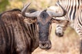 Blue Wildebeest (Connochaetes taurinus) Royalty Free Stock Photo