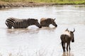 Blue wildebeest and zebras drinking water Royalty Free Stock Photo