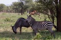 Blue wildebeest and zebras n the Tarangire National Park, Tanzania Royalty Free Stock Photo