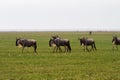 Blue wildebeest running in Ngorongoro Conservation Area NCA Royalty Free Stock Photo