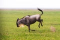 Blue wildebeest running in Ngorongoro Conservation Area NCA Royalty Free Stock Photo