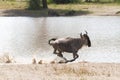 Blue wildebeest Connochaetes taurinus running in the water Royalty Free Stock Photo