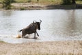Blue wildebeest Connochaetes taurinus running in the water Royalty Free Stock Photo
