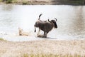 Blue wildebeest Connochaetes taurinus running in the water Royalty Free Stock Photo
