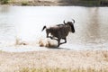 Blue wildebeest Connochaetes taurinus running in the water Royalty Free Stock Photo