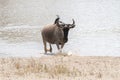 Blue wildebeest Connochaetes taurinus in the water Royalty Free Stock Photo